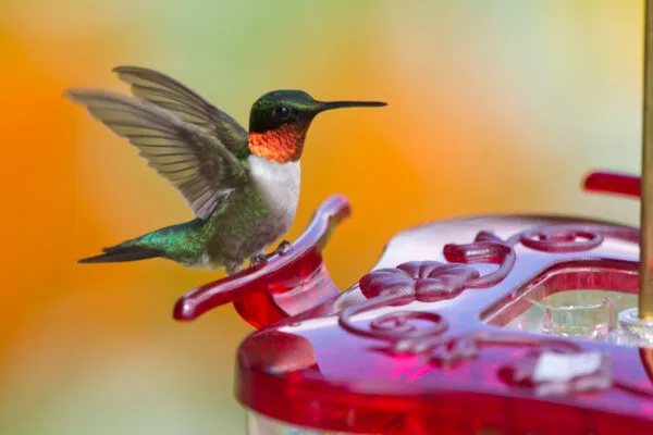 Aspects HighView Square Hummingbird Feeder