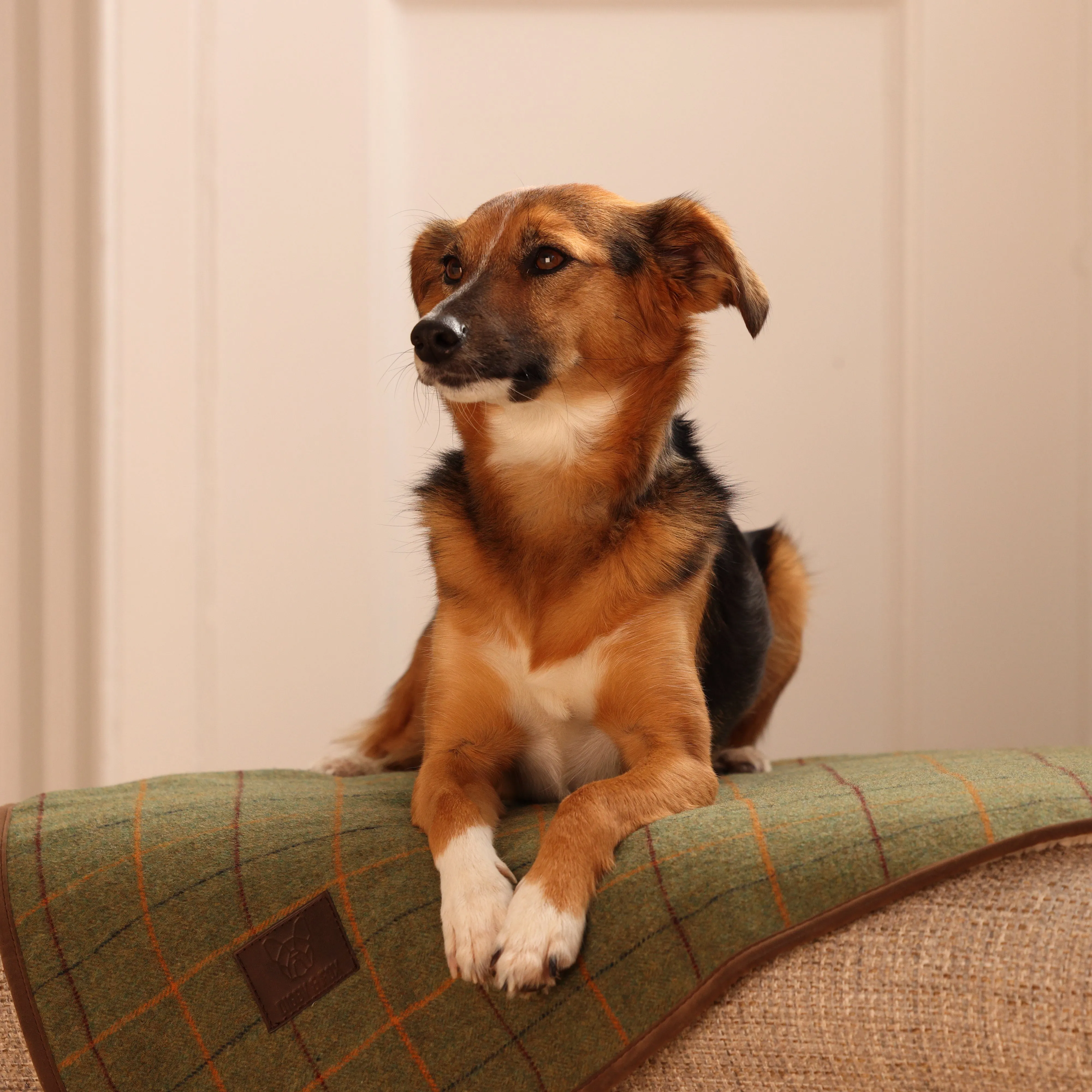 Digby & Fox Tweed Blanket