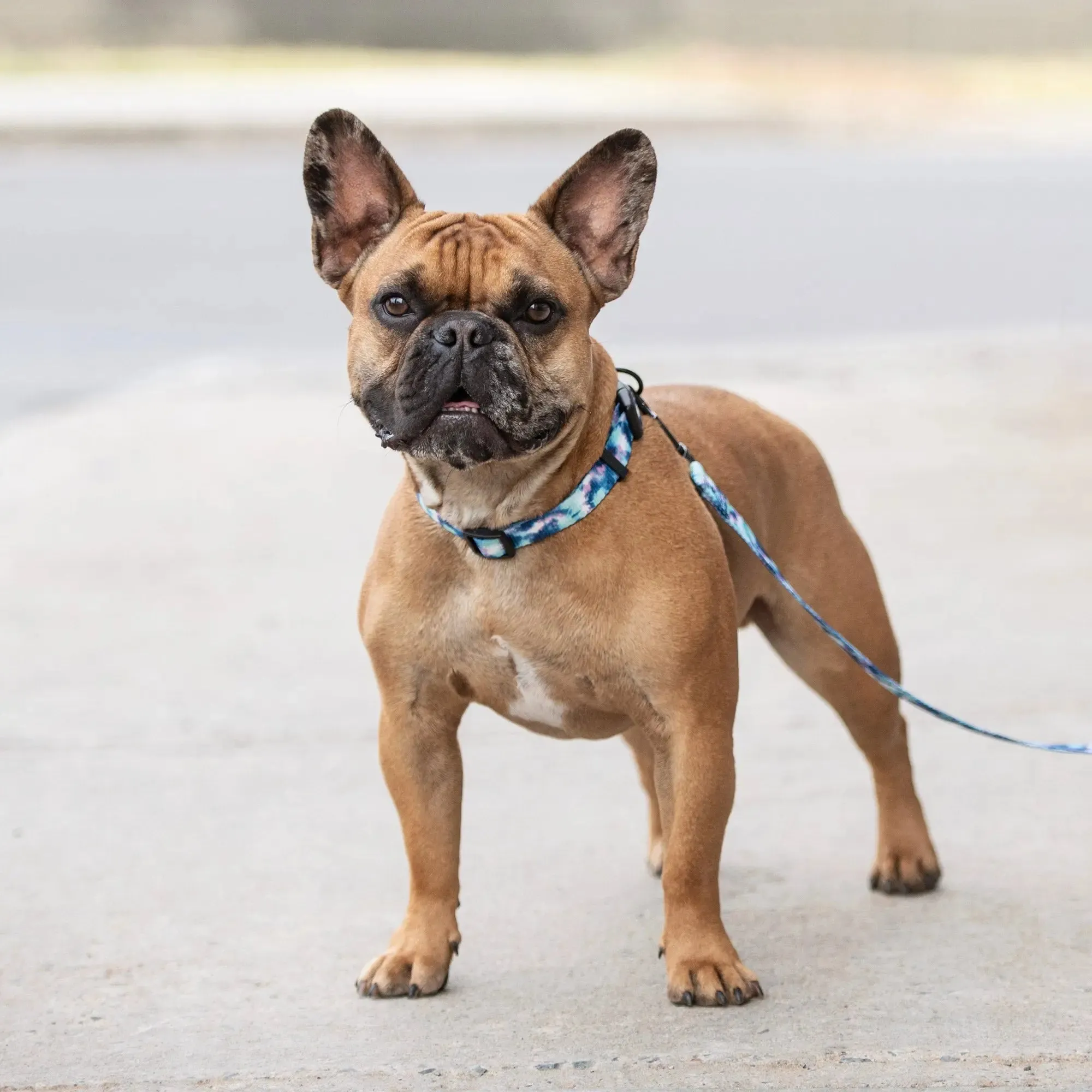 Dog Collar | Tie-Dye