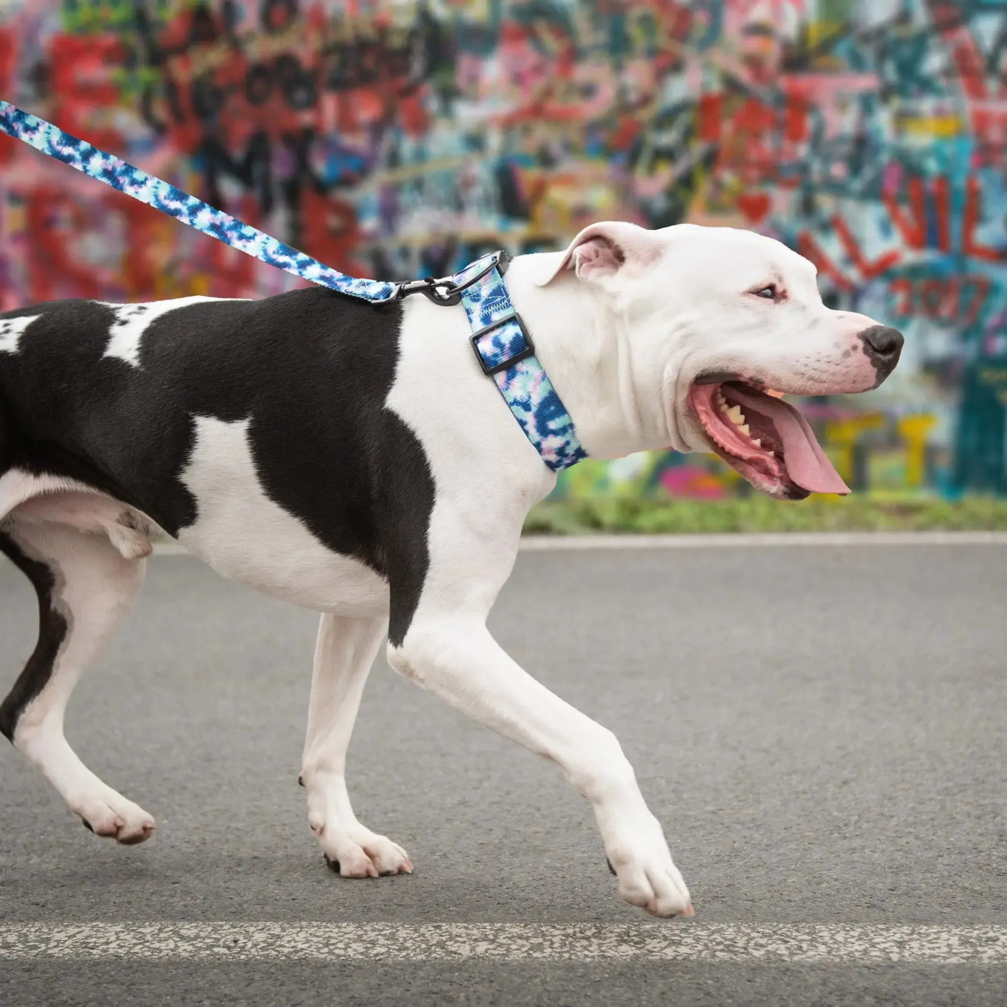 Dog Collar | Tie-Dye