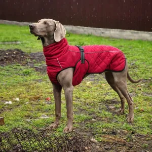 Dog jacket
