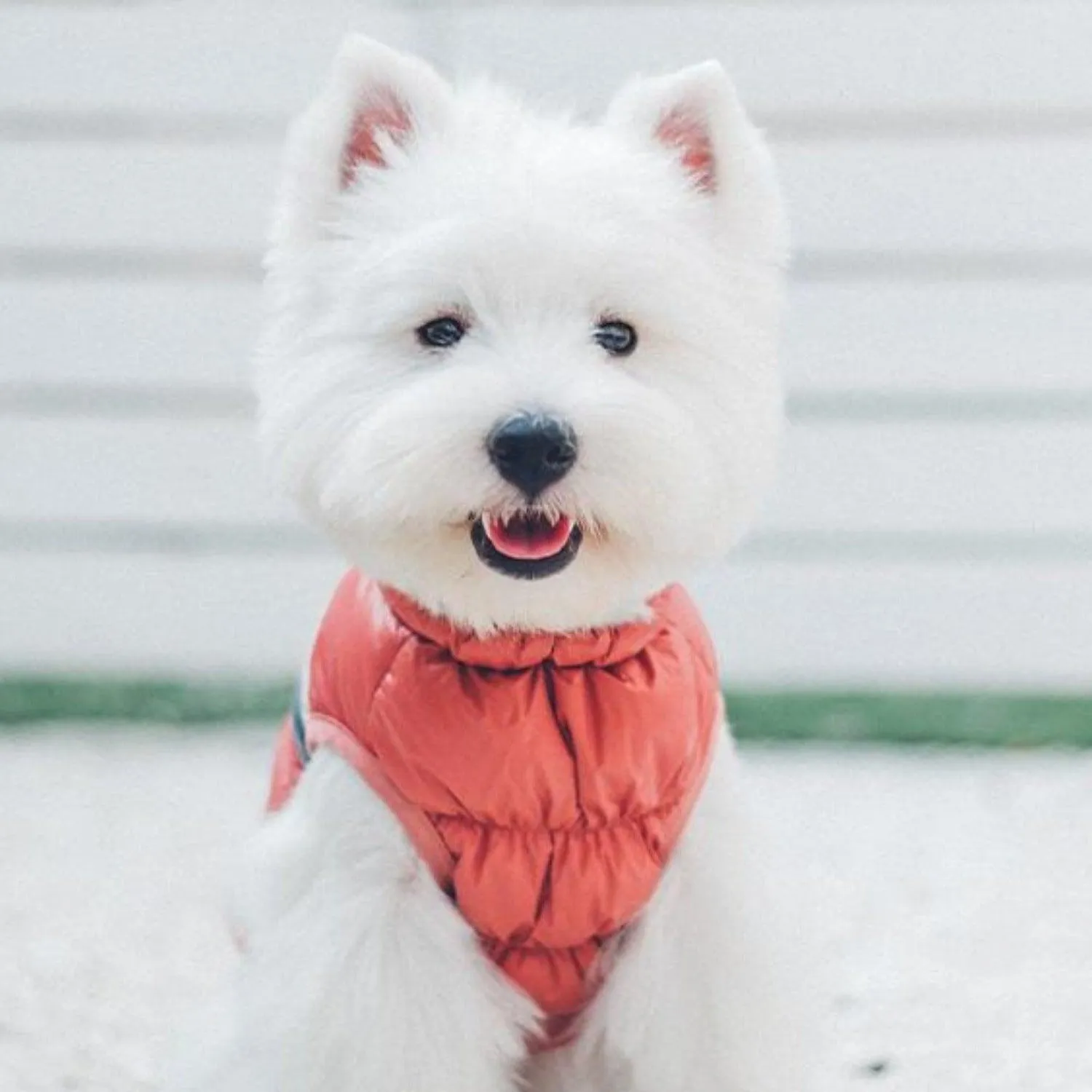 Down Puffer Dog Jacket Vest