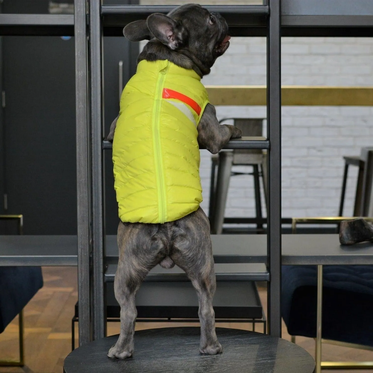 Down Puffer Dog Jacket Vest