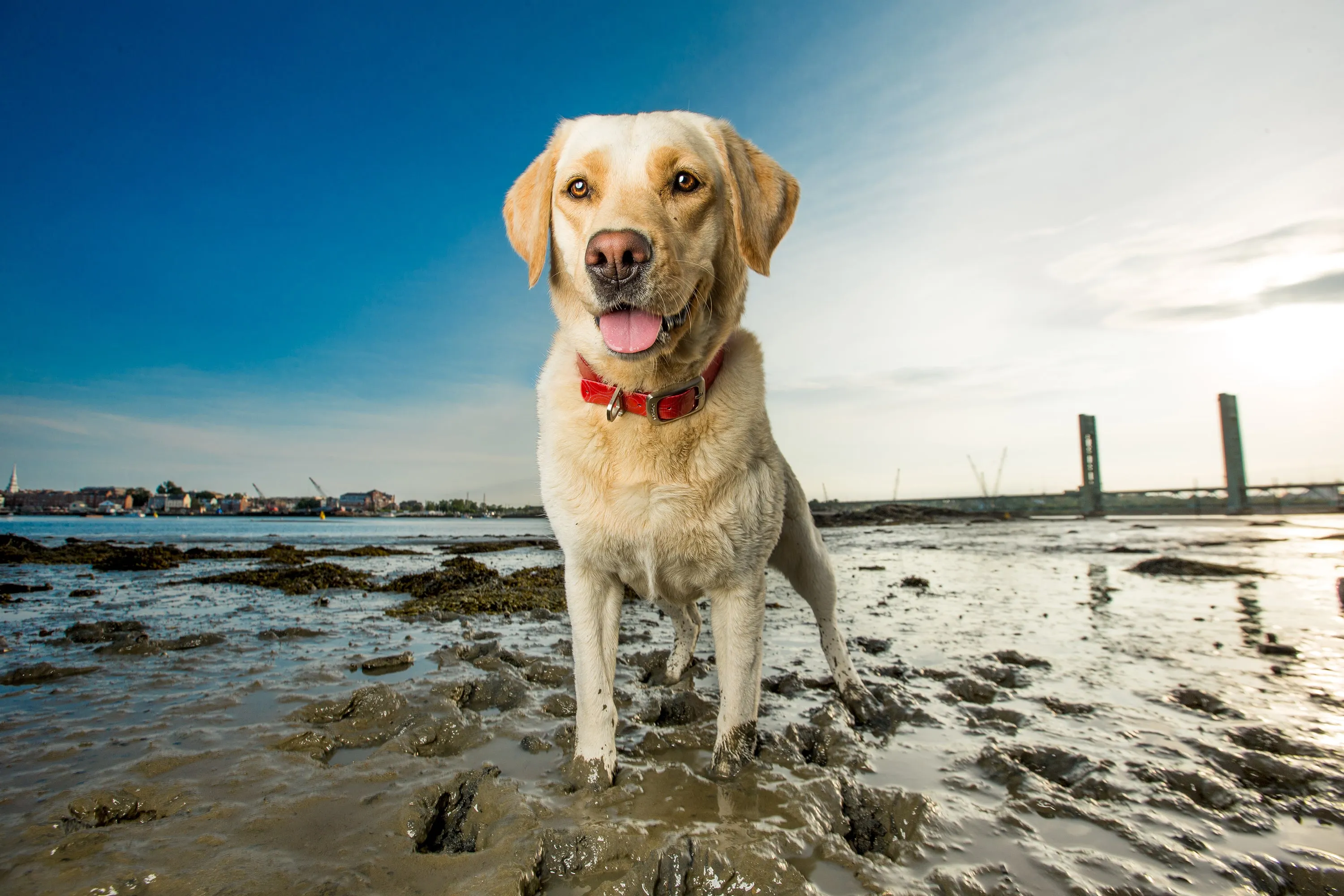 Kurgo Waterproof Muck Dog Collar