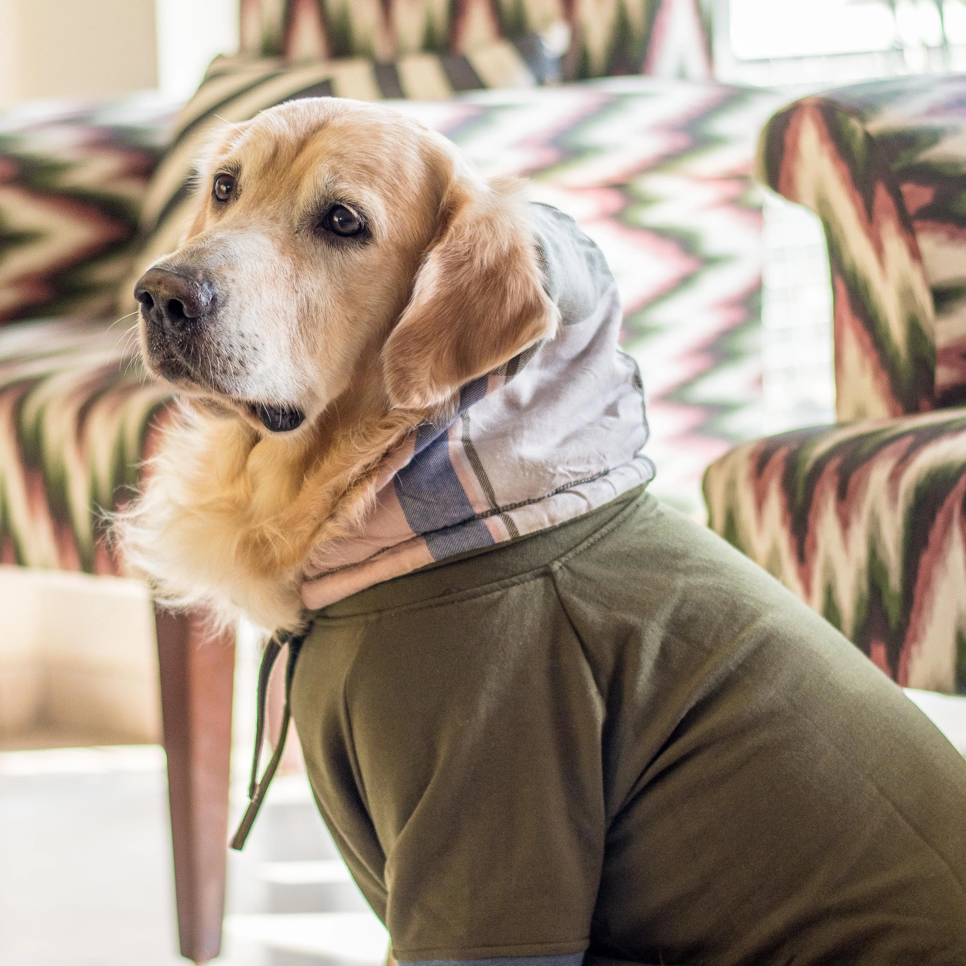PoochMate Olive Melrose Dog Sweatshirt